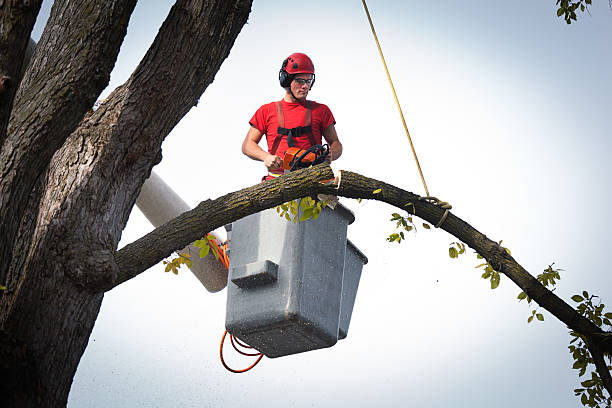 Best Stump Grinding and Removal  in Okeechobee, FL